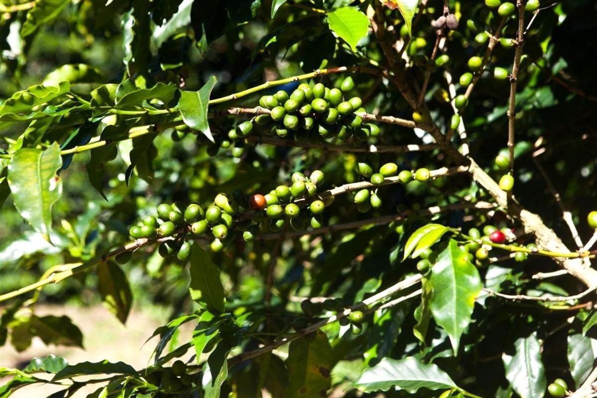 Recanto Dos Cafezais Bueno Brandão Esterno foto