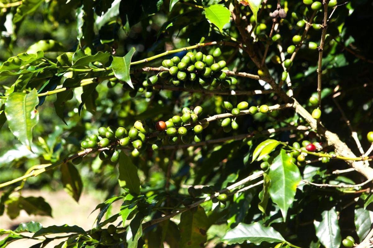 Recanto Dos Cafezais Villa Bueno Brandão Esterno foto